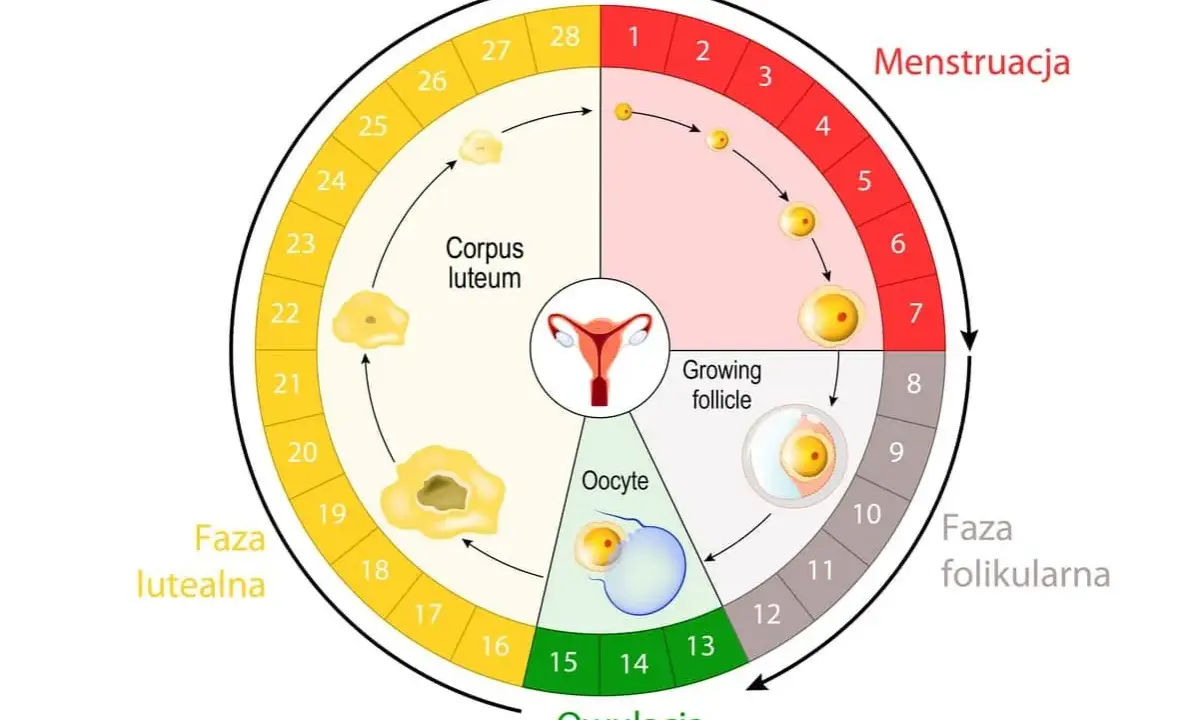 Cykl menstruacyjny: owulacja wypada ok. 14 dni po okresie. Schemat pokazuje fazy: menstruacja, folikularną, owulację i lutealną.
