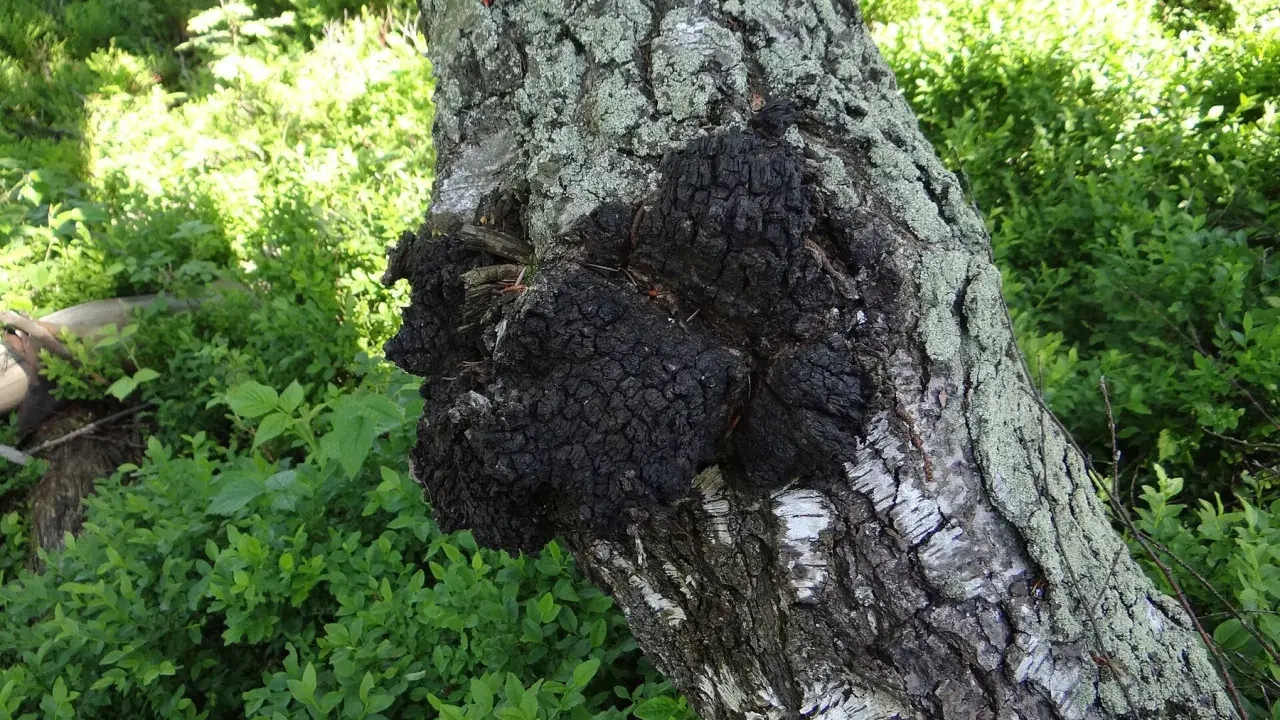 Czarny, guzowaty chaga na pniu brzozy. Choć ceniony za właściwości, warto pamiętać o potencjalnych chaga skutki uboczne.