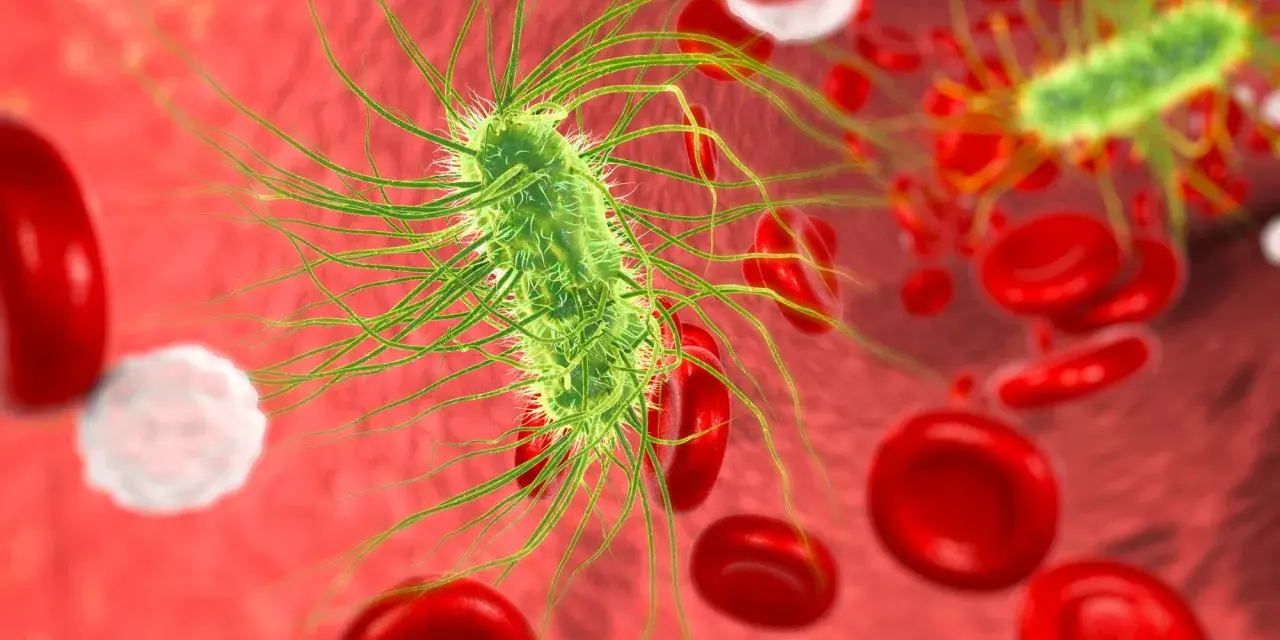 Bakteria escherichia coli w moczu, otoczona czerwonymi krwinkami.