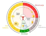Cykl menstruacyjny: owulacja wypada ok. 14 dni po okresie. Schemat pokazuje fazy: menstruacja, folikularną, owulację i lutealną.
