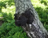 Czarny, guzowaty chaga na pniu brzozy. Choć ceniony za właściwości, warto pamiętać o potencjalnych chaga skutki uboczne.