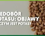 Niedobór potasu: objawy i w czym jest potas? Zdjęcie przedstawia kaszę gryczaną, która jest dobrym źródłem potasu.
