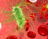 Bakteria escherichia coli w moczu, otoczona czerwonymi krwinkami.