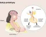Schemat pokazuje, jak prolaktyna co to jest i jak działa. Podwzgórze i przysadka mózgowa produkują prolaktynę, która stymuluje gruczoł mlekowy do tworzenia mleka.