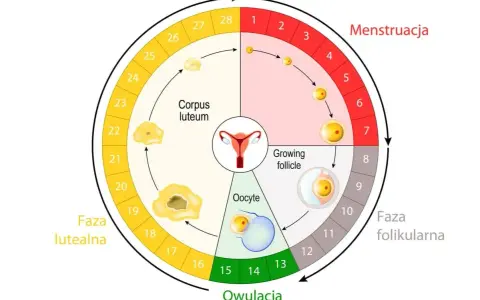 Cykl menstruacyjny: owulacja wypada ok. 14 dni po okresie. Schemat pokazuje fazy: menstruacja, folikularną, owulację i lutealną.