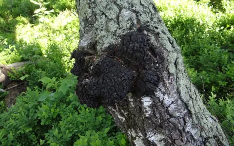 Czarny, guzowaty chaga na pniu brzozy. Choć ceniony za właściwości, warto pamiętać o potencjalnych chaga skutki uboczne.