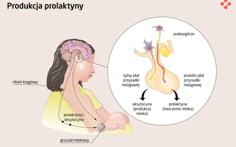 Schemat pokazuje, jak prolaktyna co to jest i jak działa. Podwzgórze i przysadka mózgowa produkują prolaktynę, która stymuluje gruczoł mlekowy do tworzenia mleka.