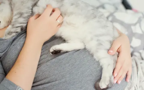 Osoba tuli kota. Warto wiedzieć, toksoplazmoza co to, bo koty mogą być jej nosicielami.