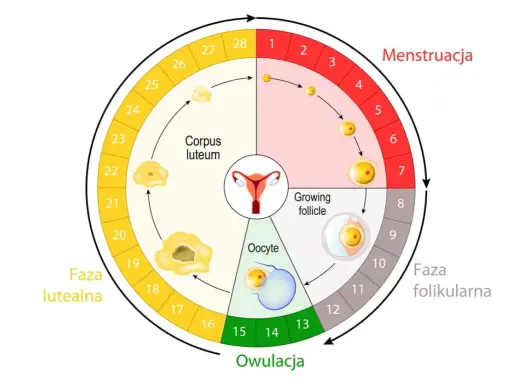 Cykl menstruacyjny: owulacja wypada ok. 14 dni po okresie. Schemat pokazuje fazy: menstruacja, folikularną, owulację i lutealną.