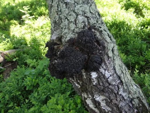 Czarny, guzowaty chaga na pniu brzozy. Choć ceniony za właściwości, warto pamiętać o potencjalnych chaga skutki uboczne.