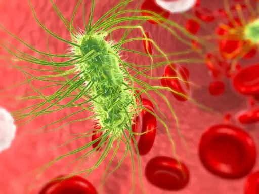 Bakteria escherichia coli w moczu, otoczona czerwonymi krwinkami.