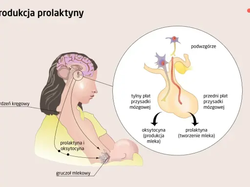 Schemat pokazuje, jak prolaktyna co to jest i jak działa. Podwzgórze i przysadka mózgowa produkują prolaktynę, która stymuluje gruczoł mlekowy do tworzenia mleka.
