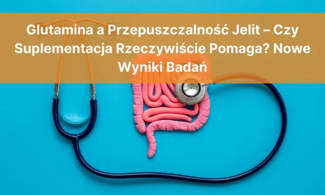 Model jelit i stetoskop. Czy glutamina co to i suplementacja pomagają na przepuszczalność jelit? Wyniki badań.