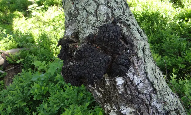Czarny, guzowaty chaga na pniu brzozy. Choć ceniony za właściwości, warto pamiętać o potencjalnych chaga skutki uboczne.