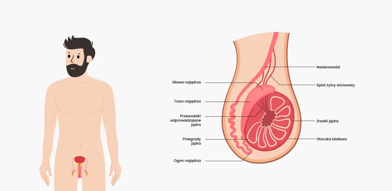 Anatomia jądra i najądrza. Zrozumienie budowy pomaga w rozpoznaniu objawów zapalenia jądra.