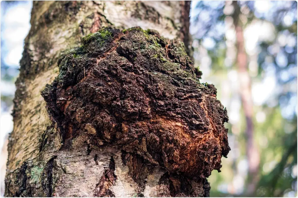 Chaga na pniu brzozy. Choć znana z właściwości, warto pamiętać o potencjalnych chaga skutki uboczne.