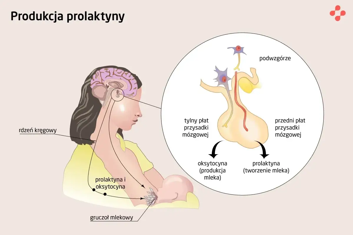 Schemat pokazuje, jak prolaktyna co to jest i jak działa. Podwzg&oacute;rze i przysadka m&oacute;zgowa produkują prolaktynę, kt&oacute;ra stymuluje gruczoł mlekowy do tworzenia mleka.