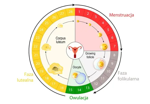Cykl menstruacyjny: owulacja wypada ok. 14 dni po okresie. Schemat pokazuje fazy: menstruacja, folikularną, owulację i lutealną.